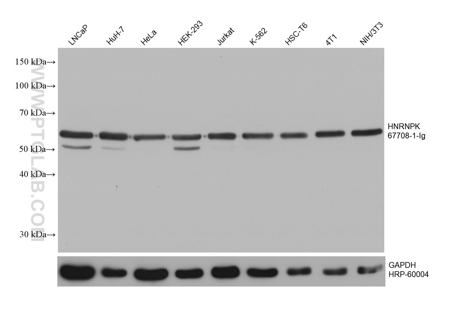 Western Blot (WB) analysis of various lysates using HNRNPK Monoclonal antibody (67708-1-Ig)