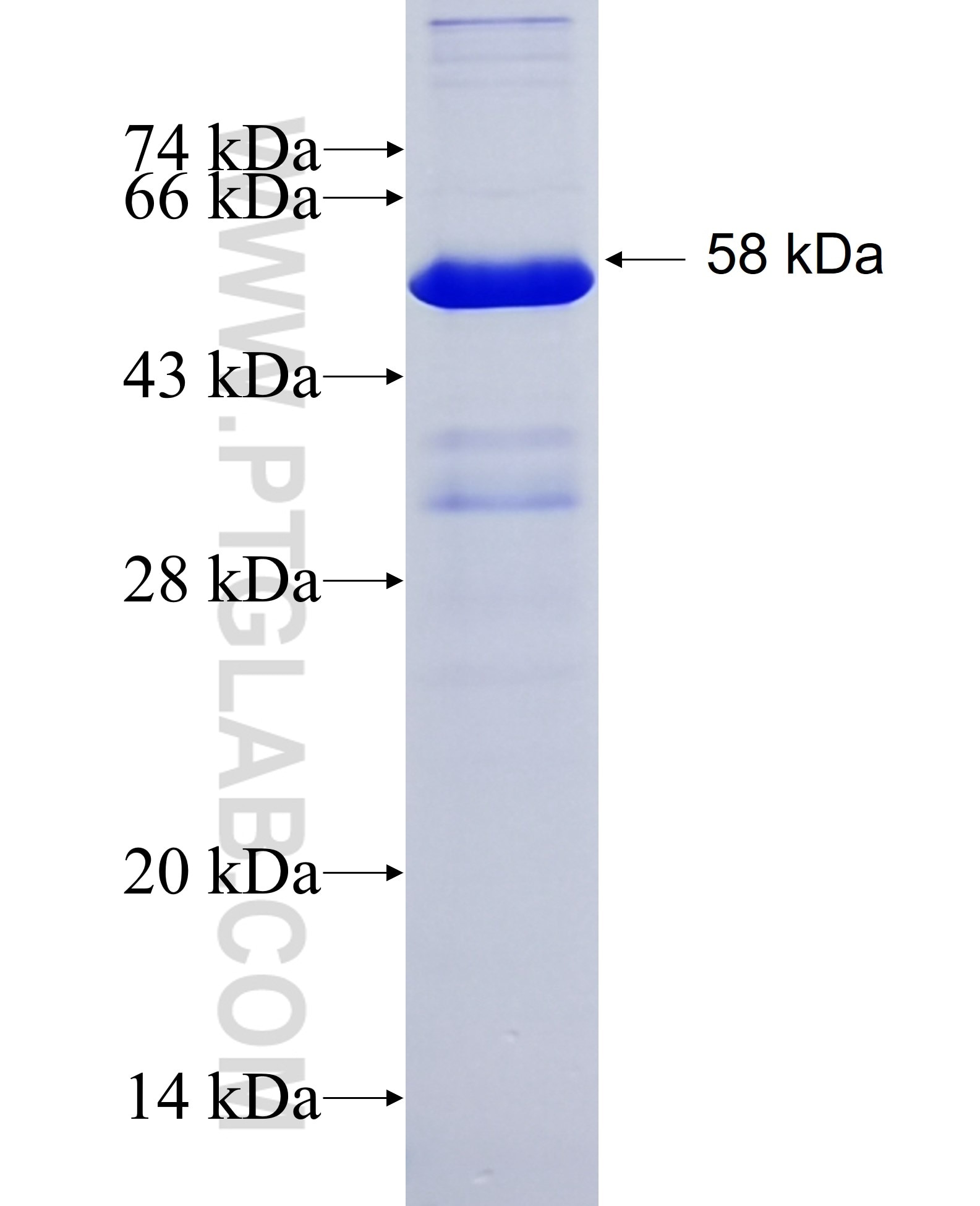 HNRNPK fusion protein Ag22888 SDS-PAGE