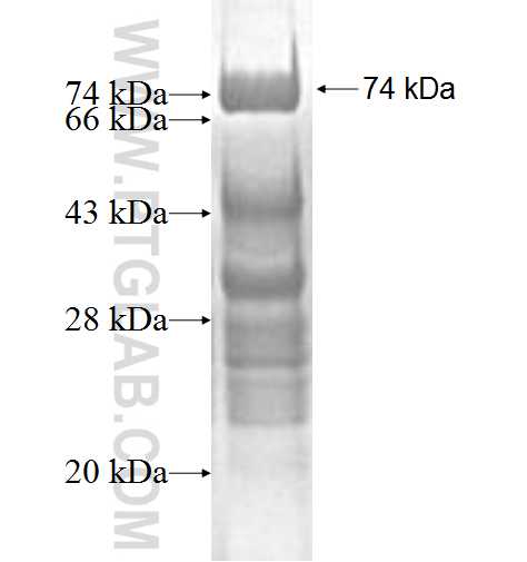 HNRNPK fusion protein Ag1976 SDS-PAGE