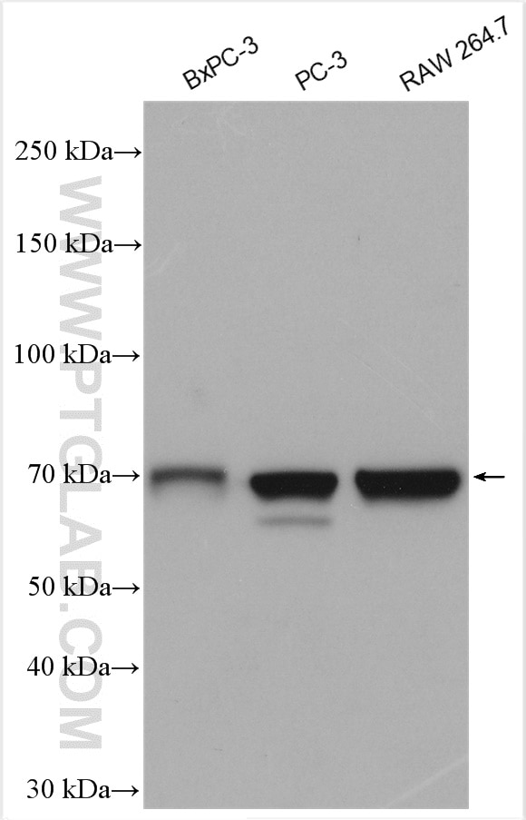 Western Blot (WB) analysis of various lysates using HNRNPL Polyclonal antibody (18354-1-AP)