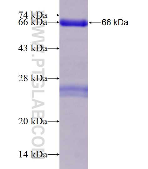HNRNPL fusion protein Ag13211 SDS-PAGE