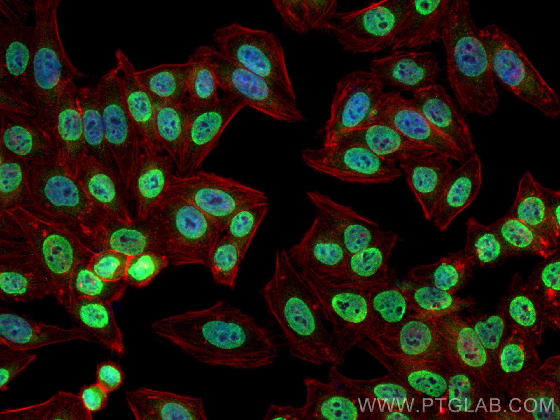 Immunofluorescence (IF) / fluorescent staining of HepG2 cells using HNRNPM Polyclonal antibody (26897-1-AP)