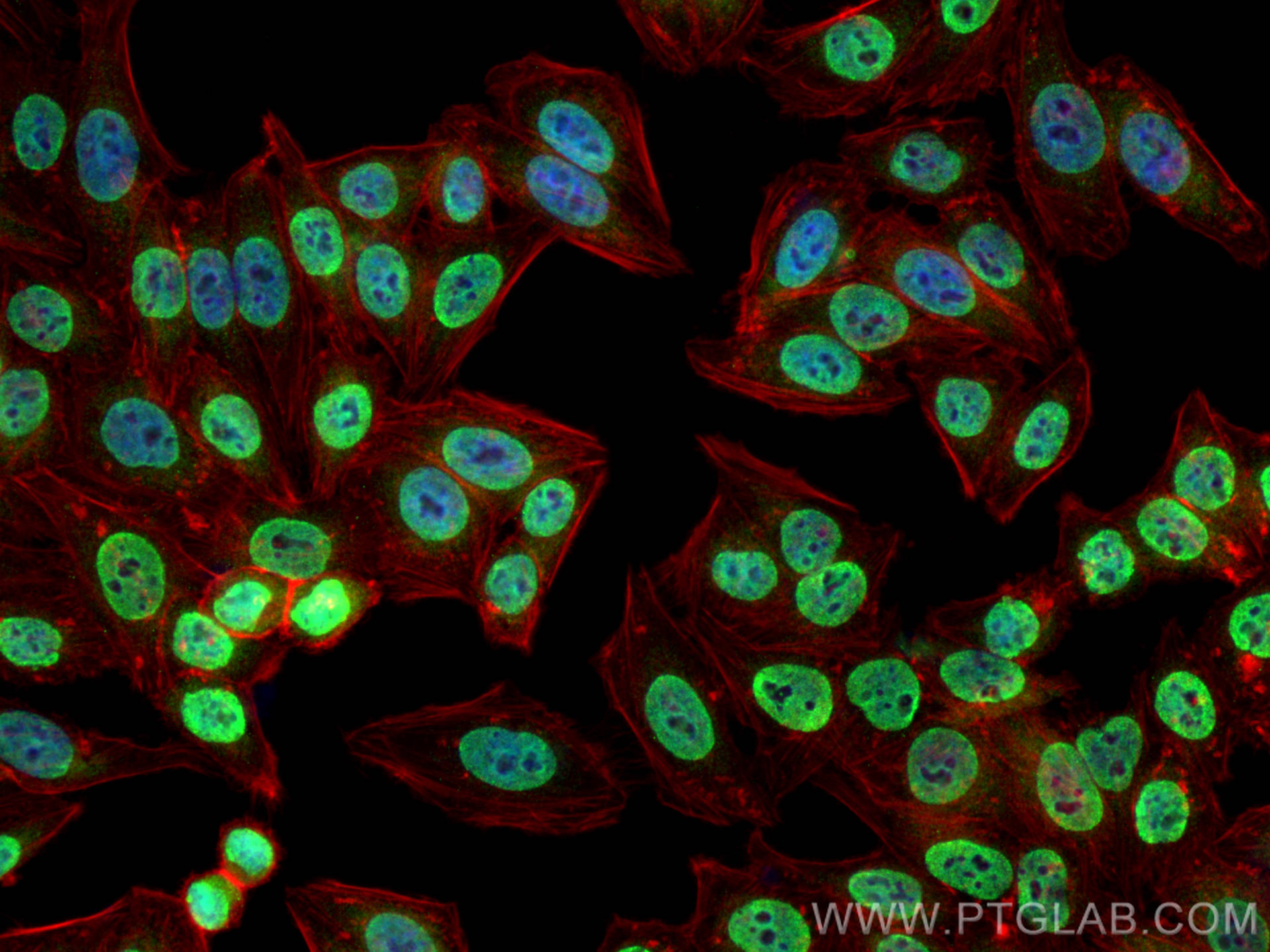 IF Staining of HepG2 using 26897-1-AP