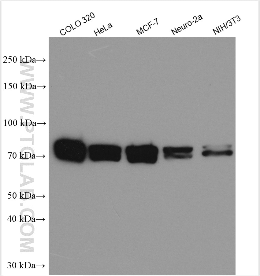 Western Blot (WB) analysis of various lysates using HNRNPM Polyclonal antibody (26897-1-AP)