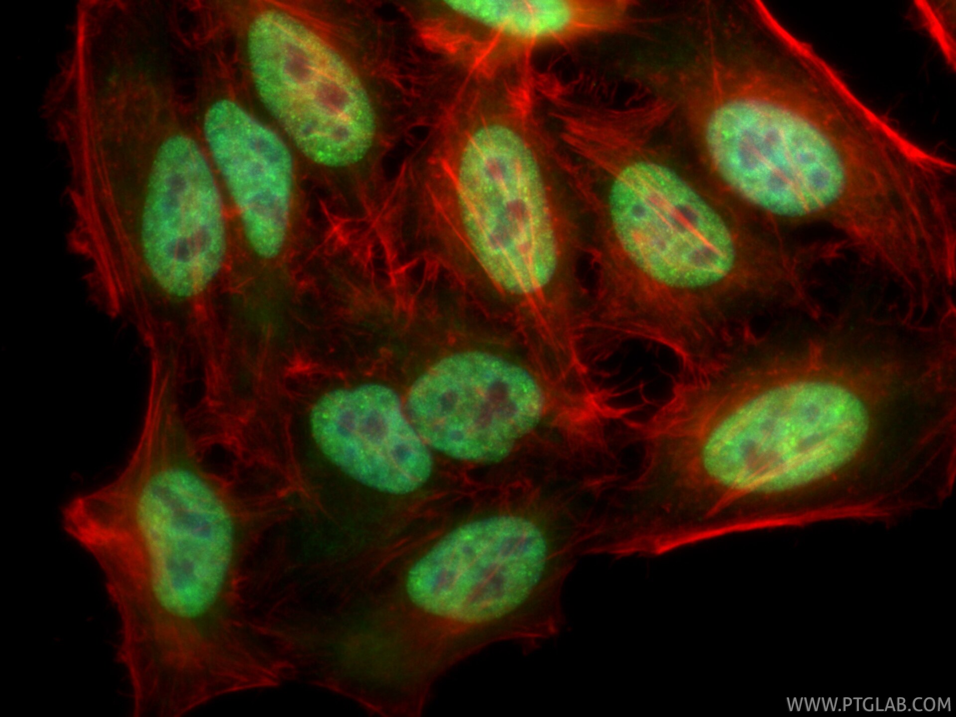 Immunofluorescence (IF) / fluorescent staining of HepG2 cells using CoraLite® Plus 488-conjugated HNRNPM Recombinant m (CL488-85422)