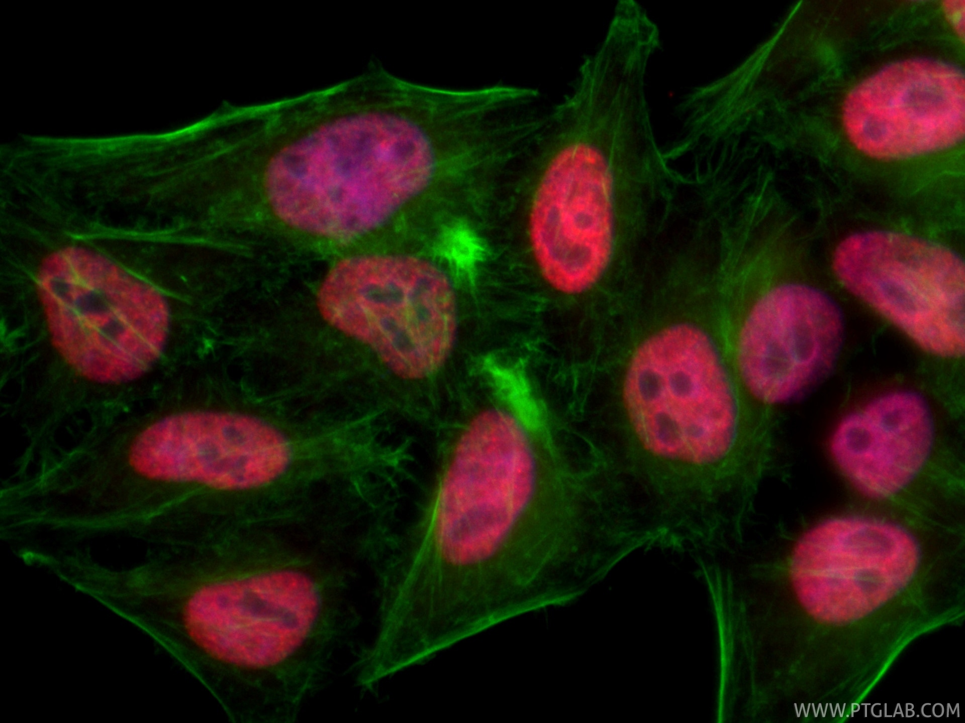 Immunofluorescent analysis of (4% PFA) fixed HepG2 cells using CoraLite®594 HNRNPM antibody (CL594-85422, Clone: 242883C3 ) at dilution of 1:200, CL488-phalloidin (green). Immunofluorescence (IF) / fluorescent staining of HepG2 cells using CoraLite®594-conjugated HNRNPM Recombinant monoclo (CL594-85422)