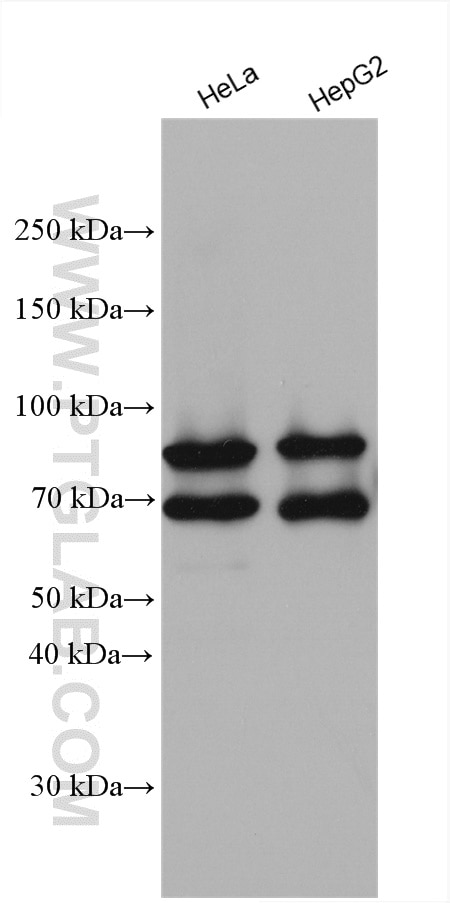 Western Blot (WB) analysis of various lysates using HNRNPR Polyclonal antibody (29980-1-AP)