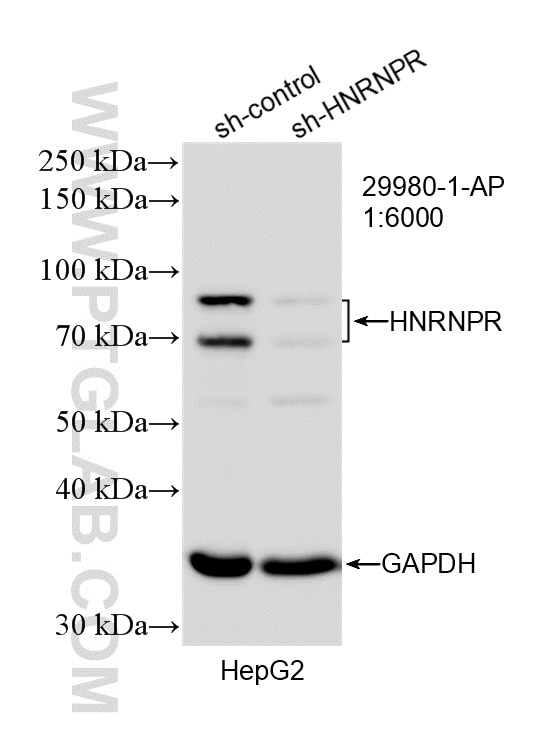 Western Blot (WB) analysis of HepG2 cells using HNRNPR Polyclonal antibody (29980-1-AP)