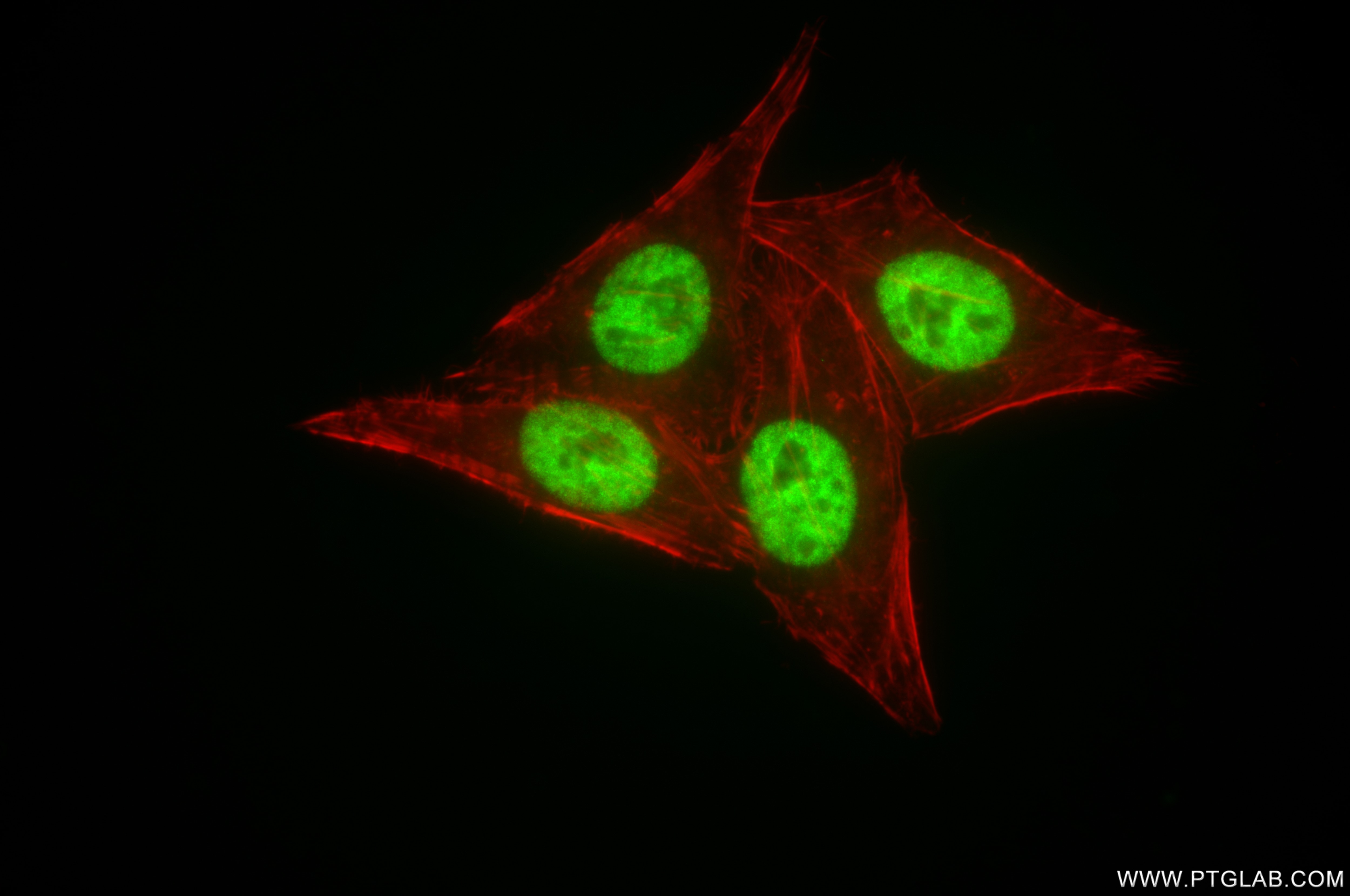 Immunofluorescence (IF) / fluorescent staining of HepG2 cells using HNRNPR Recombinant antibody (85078-1-RR)