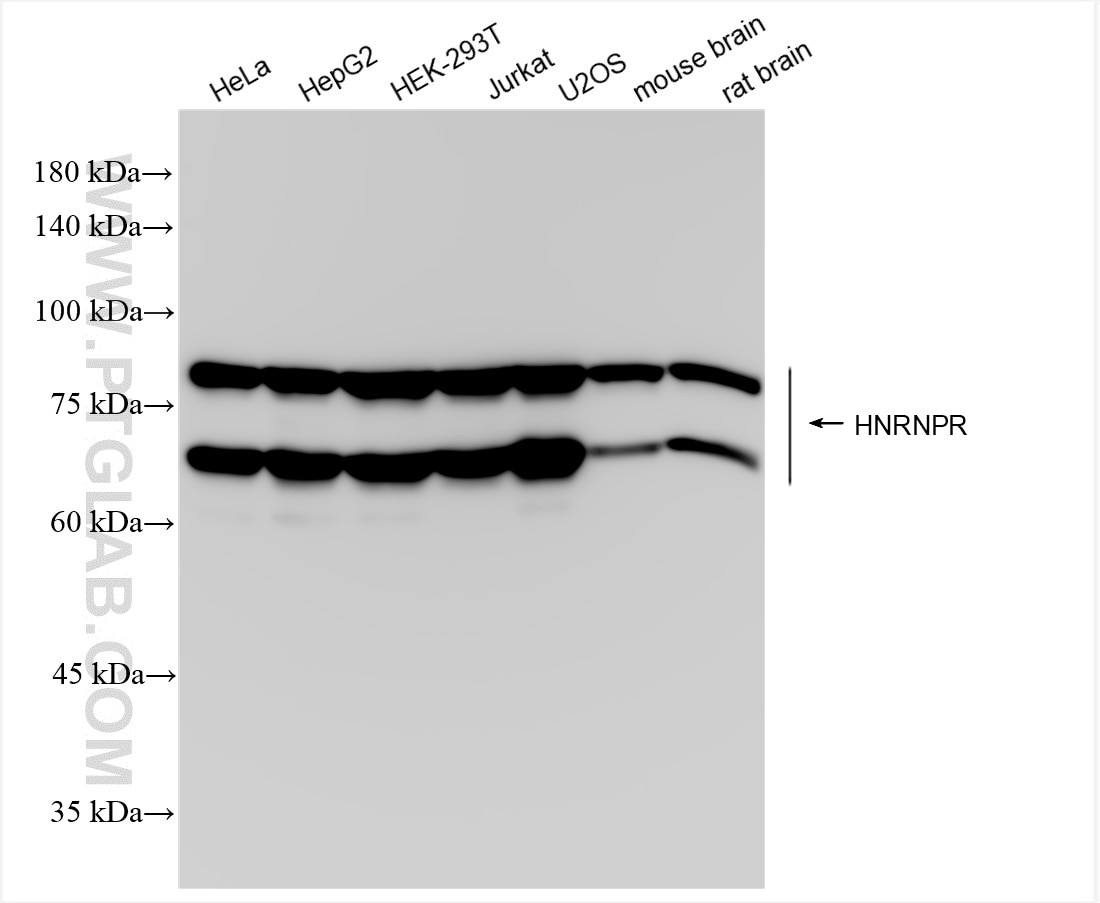 Western Blot (WB) analysis of various lysates using HNRNPR Recombinant antibody (85078-1-RR)