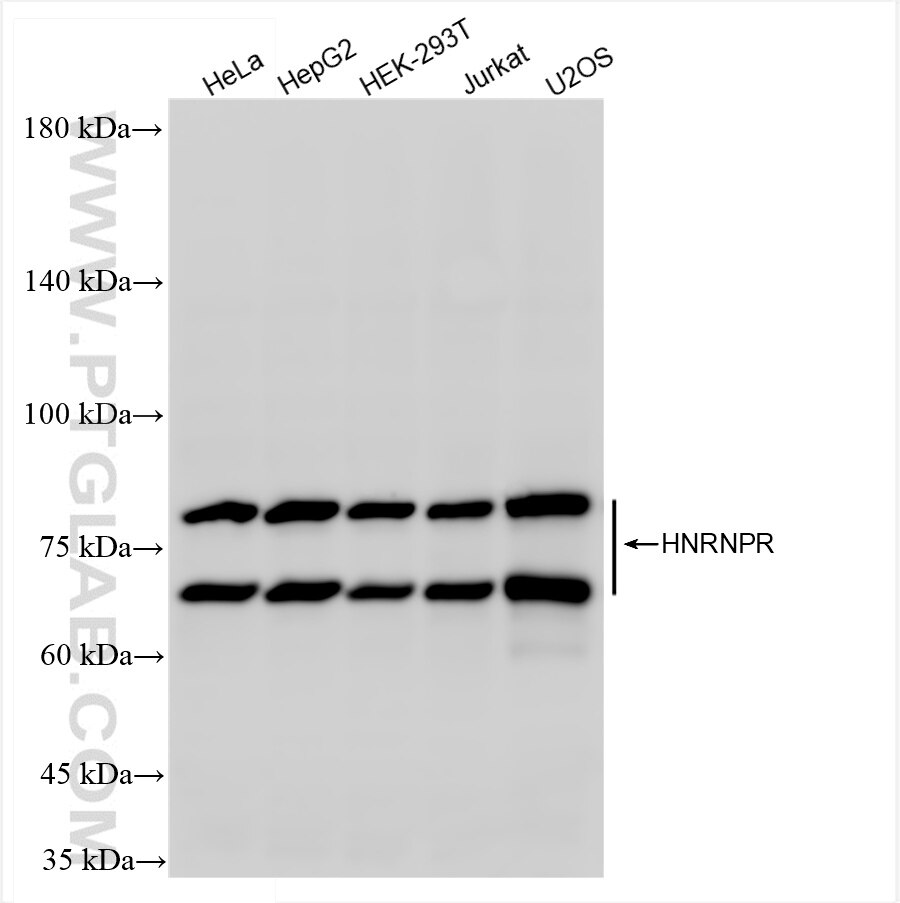 Western Blot (WB) analysis of various lysates using HNRNPR Recombinant antibody (85078-5-RR)