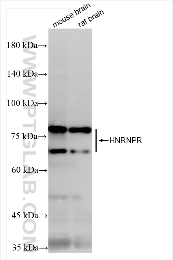 Western Blot (WB) analysis of various lysates using HNRNPR Recombinant antibody (85078-5-RR)
