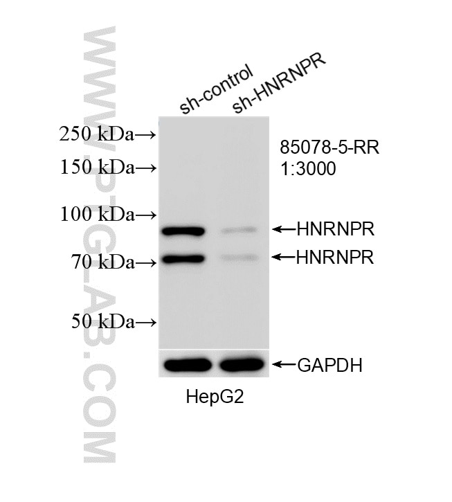 WB analysis of HepG2 using 85078-5-RR Western Blot (WB) analysis of HepG2 cells using HNRNPR Recombinant monoclonal antibody (85078-5-RR)