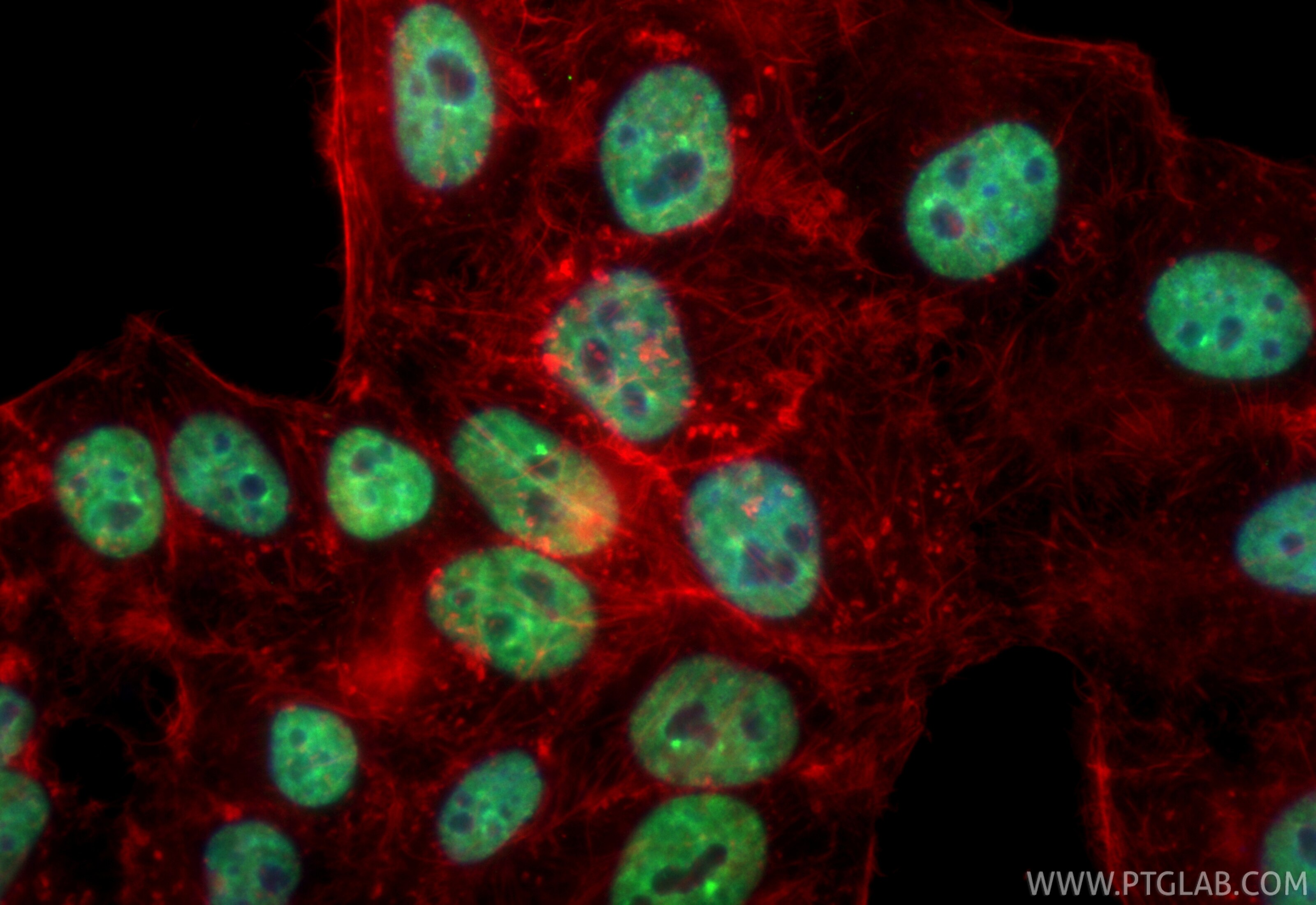 Immunofluorescence (IF) / fluorescent staining of HepG2 cells using CoraLite® Plus 488-conjugated HNRNPR Recombinant m (CL488-85078-5)