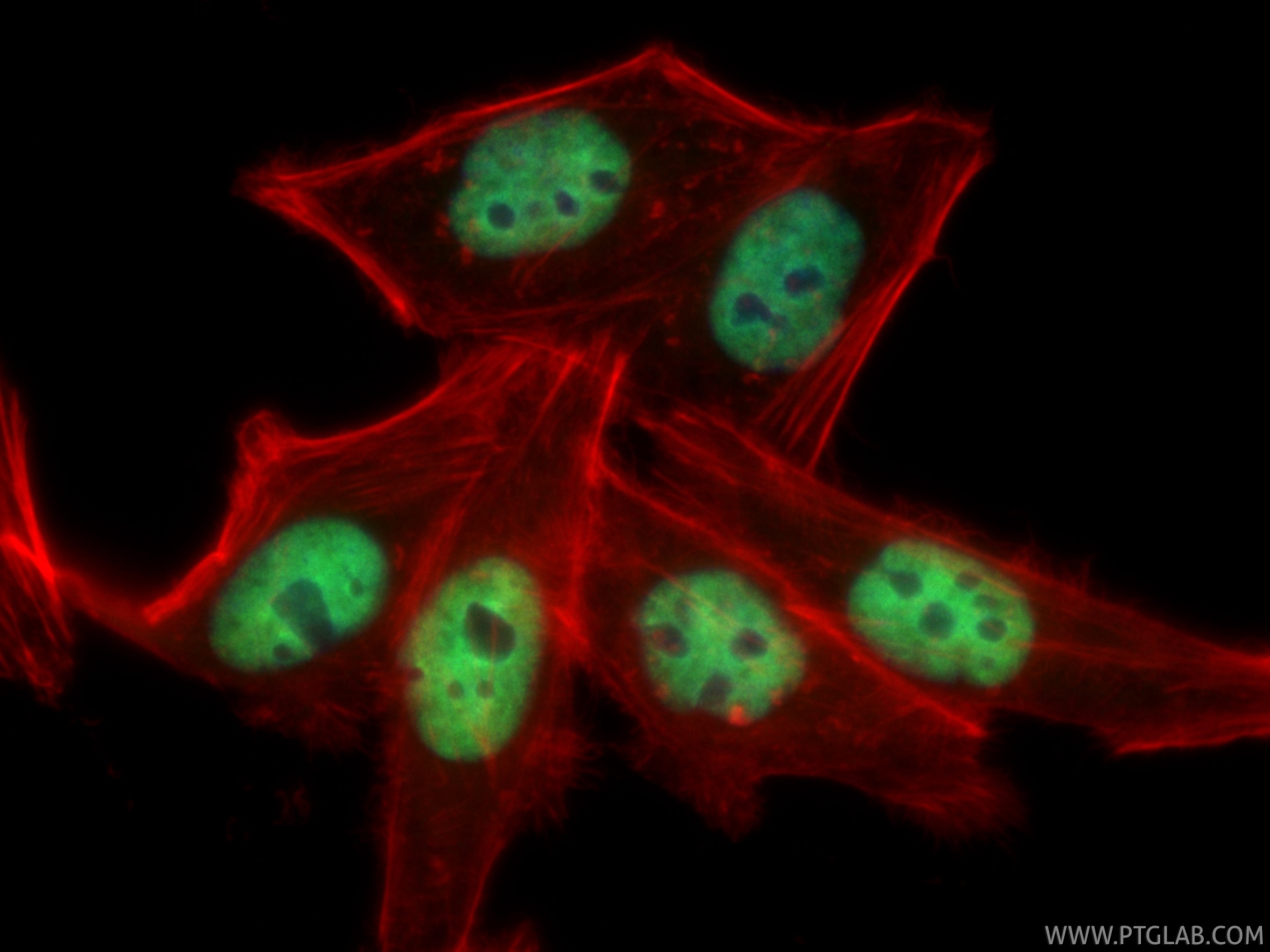 Immunofluorescence (IF) / fluorescent staining of HepG2 cells using CoraLite® Plus 488-conjugated HNRNPR Recombinant m (CL488-85078)