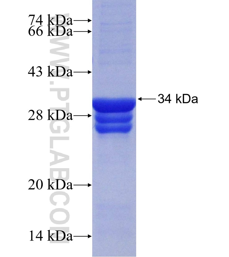 HNRNPR fusion protein Ag30339 SDS-PAGE