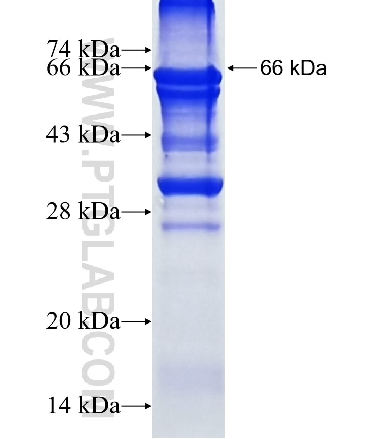 HNRNPR fusion protein Ag7028 SDS-PAGE