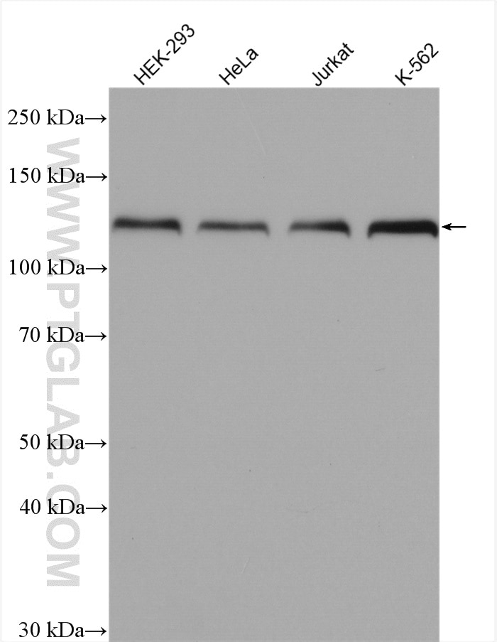 Western Blot (WB) analysis of various lysates using HNRNPU Polyclonal antibody (14599-1-AP)