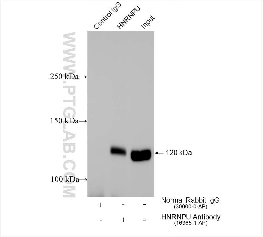 Immunoprecipitation (IP) experiment of HeLa cells using HNRNPU Polyclonal antibody (16365-1-AP)