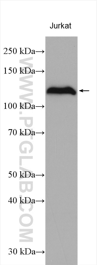 Western Blot (WB) analysis of various lysates using HNRNPU Polyclonal antibody (16365-1-AP)