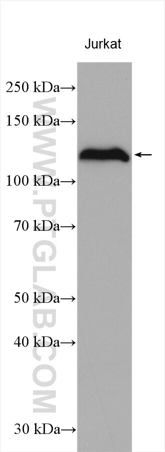 Western Blot (WB) analysis of various lysates using HNRNPU Polyclonal antibody (16365-1-AP)