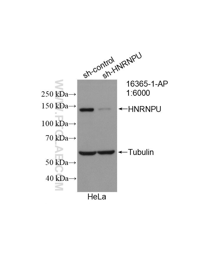 Western Blot (WB) analysis of HeLa cells using HNRNPU Polyclonal antibody (16365-1-AP)