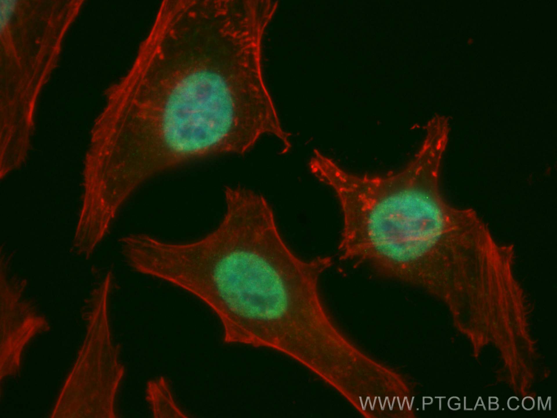 Immunofluorescence (IF) / fluorescent staining of HeLa cells using CoraLite® Plus 488-conjugated HNRNPU Polyclonal an (CL488-14599)