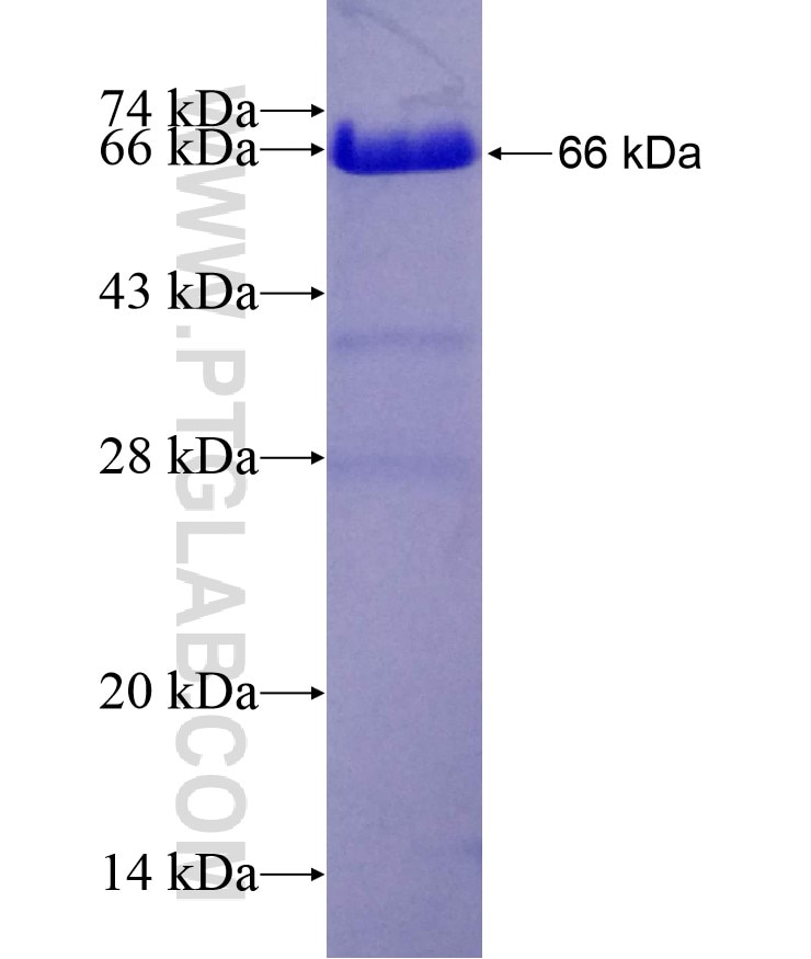 HNRNPU fusion protein Ag6141 SDS-PAGE