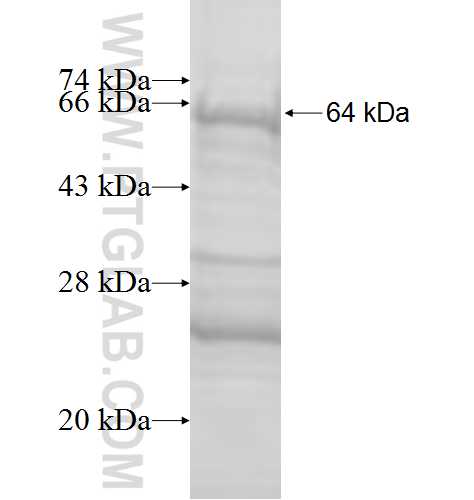 HNRNPU fusion protein Ag9144 SDS-PAGE
