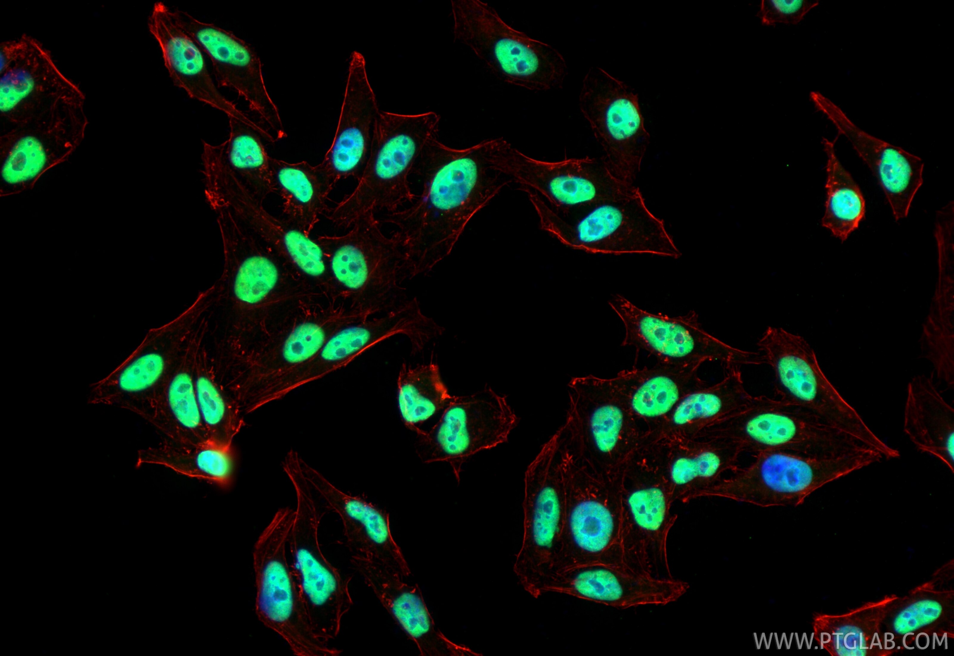 Immunofluorescence (IF) / fluorescent staining of HepG2 cells using HNRNPUL1 Polyclonal antibody (10578-1-AP)