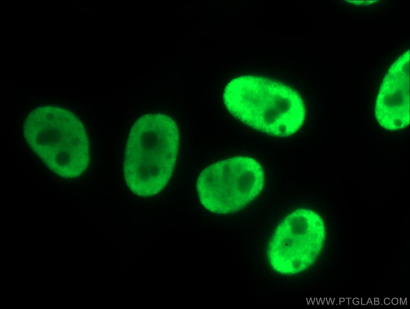 Immunofluorescence (IF) / fluorescent staining of HepG2 cells using HNRNPUL1 Polyclonal antibody (10578-1-AP)