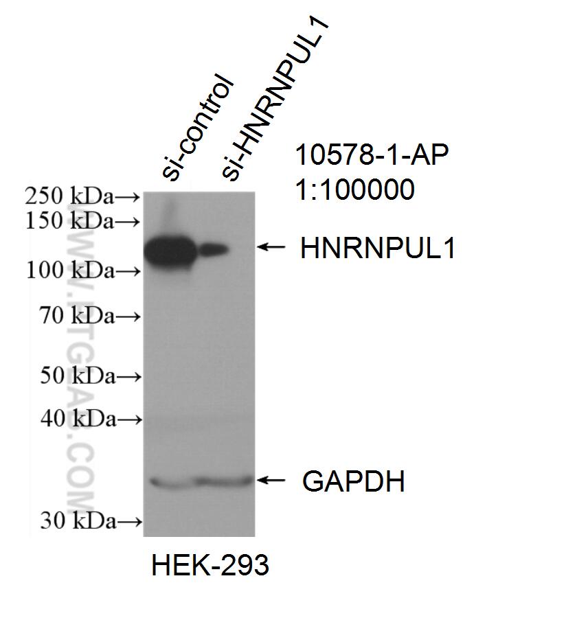 WB analysis of HEK-293 using 10578-1-AP