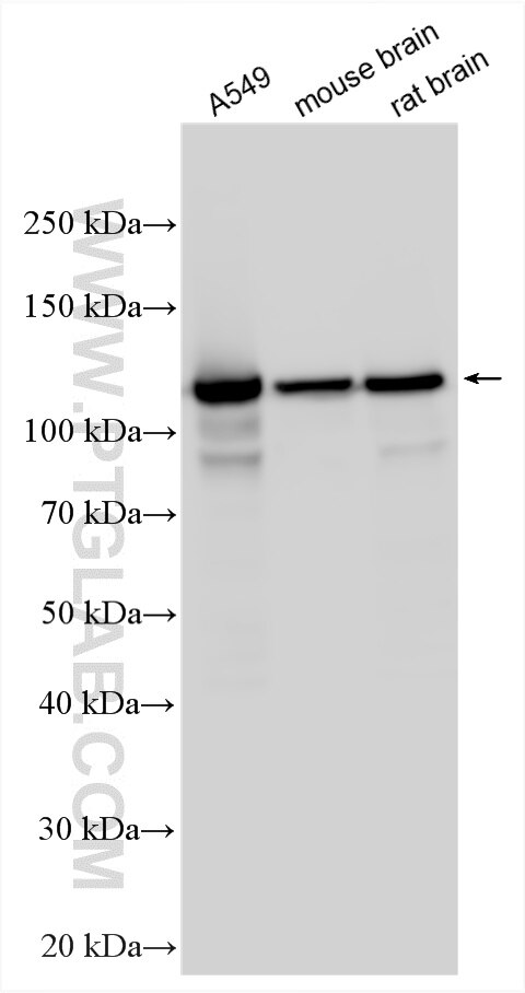 Western Blot (WB) analysis of various lysates using HNRNPUL1 Polyclonal antibody (10578-1-AP)