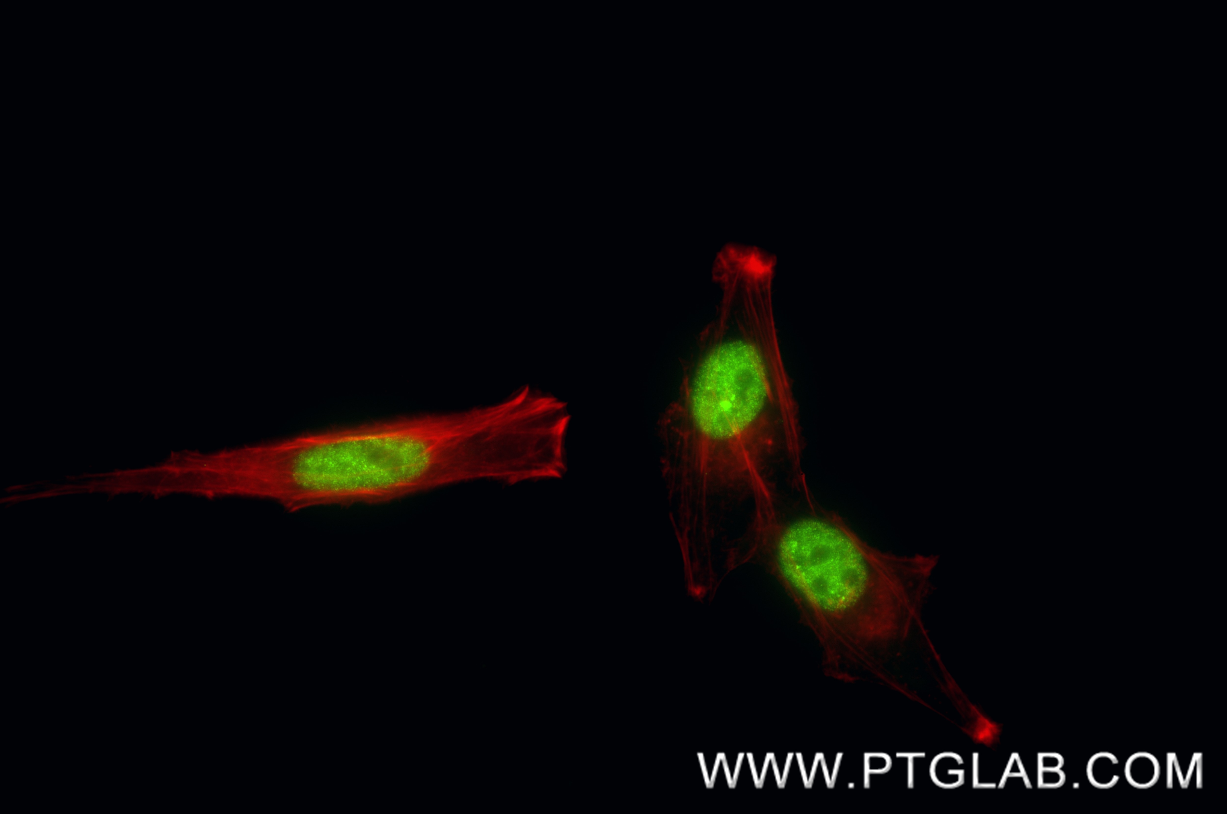 IF Staining of HepG2 using 86926-3-RR (same clone as 86926-3-PBS) Immunofluorescence (IF) / fluorescent staining of HepG2 cells using HNRNPUL1 Recombinant monoclonal antibody (86926-3-RR)