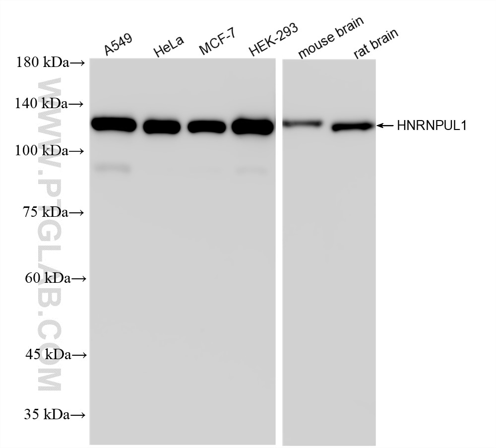 WB analysis using 86926-3-RR (same clone as 86926-3-PBS) Western Blot (WB) analysis of various lysates using HNRNPUL1 Recombinant monoclonal antibody (86926-3-RR)