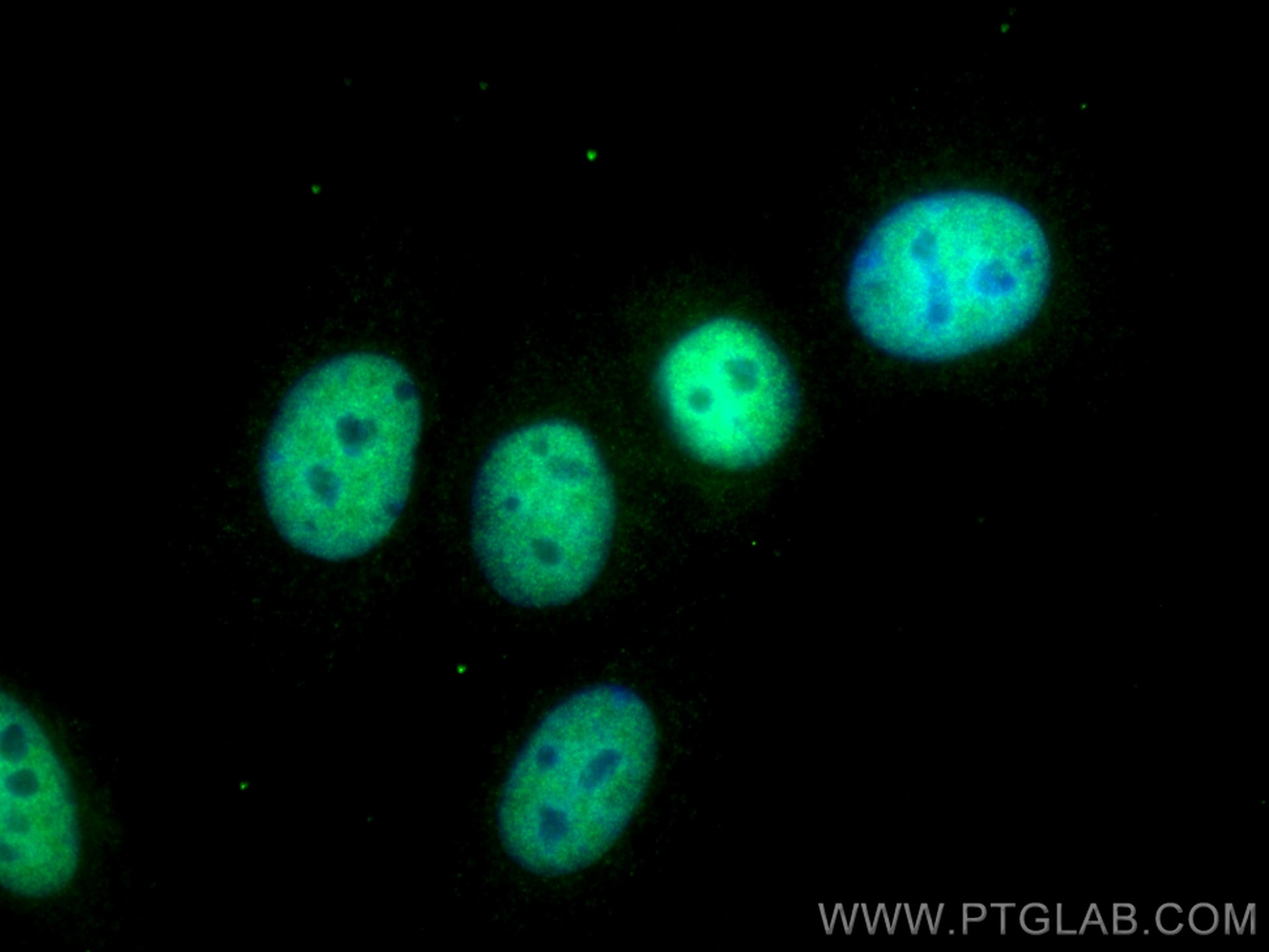 Immunofluorescence (IF) / fluorescent staining of MCF-7 cells using HNRNPUL2-Specific Polyclonal antibody (20143-1-AP)