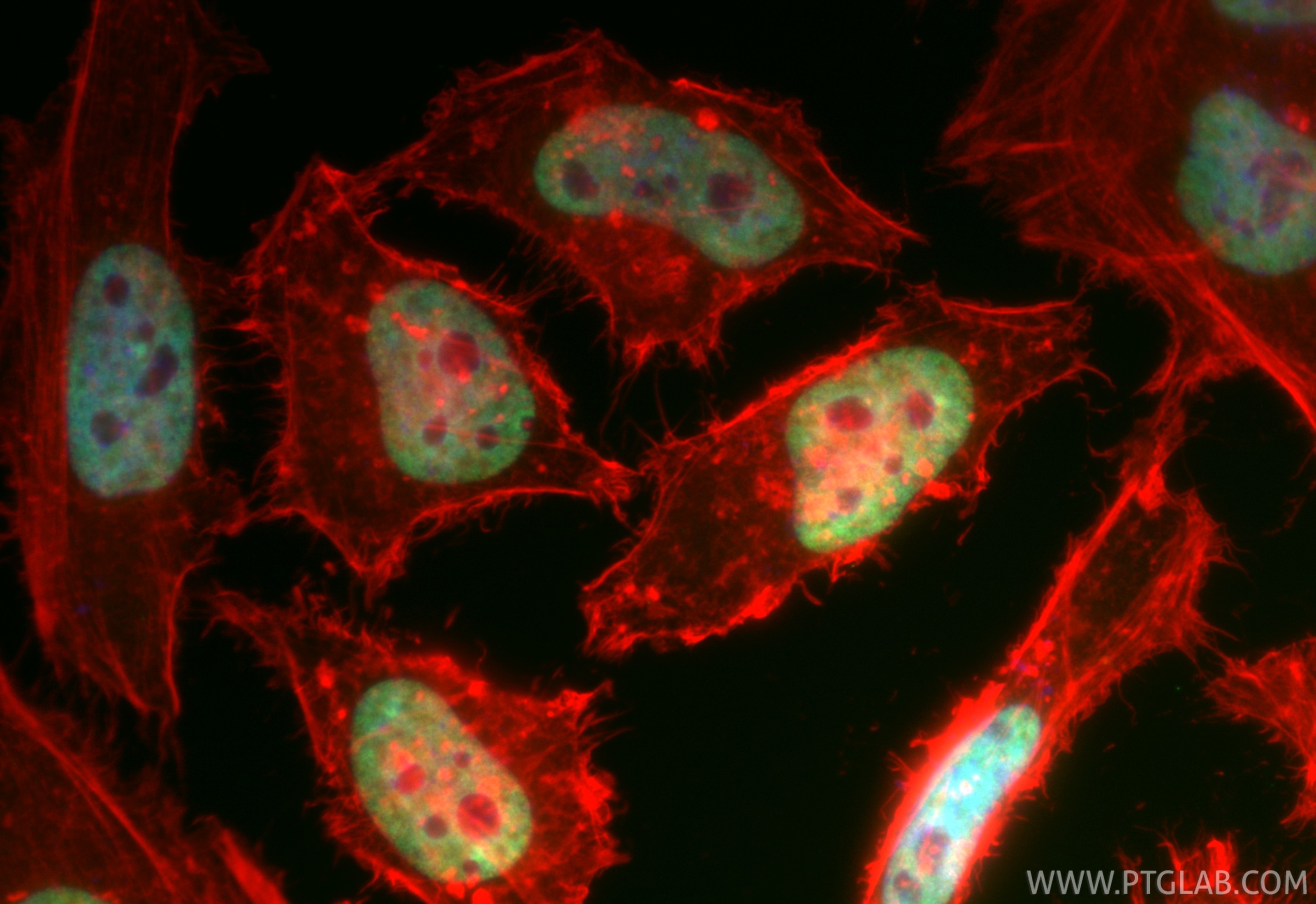 Immunofluorescence (IF) / fluorescent staining of HeLa cells using CoraLite® Plus 488-conjugated HNRNPUL2-Specific Re (CL488-85739)