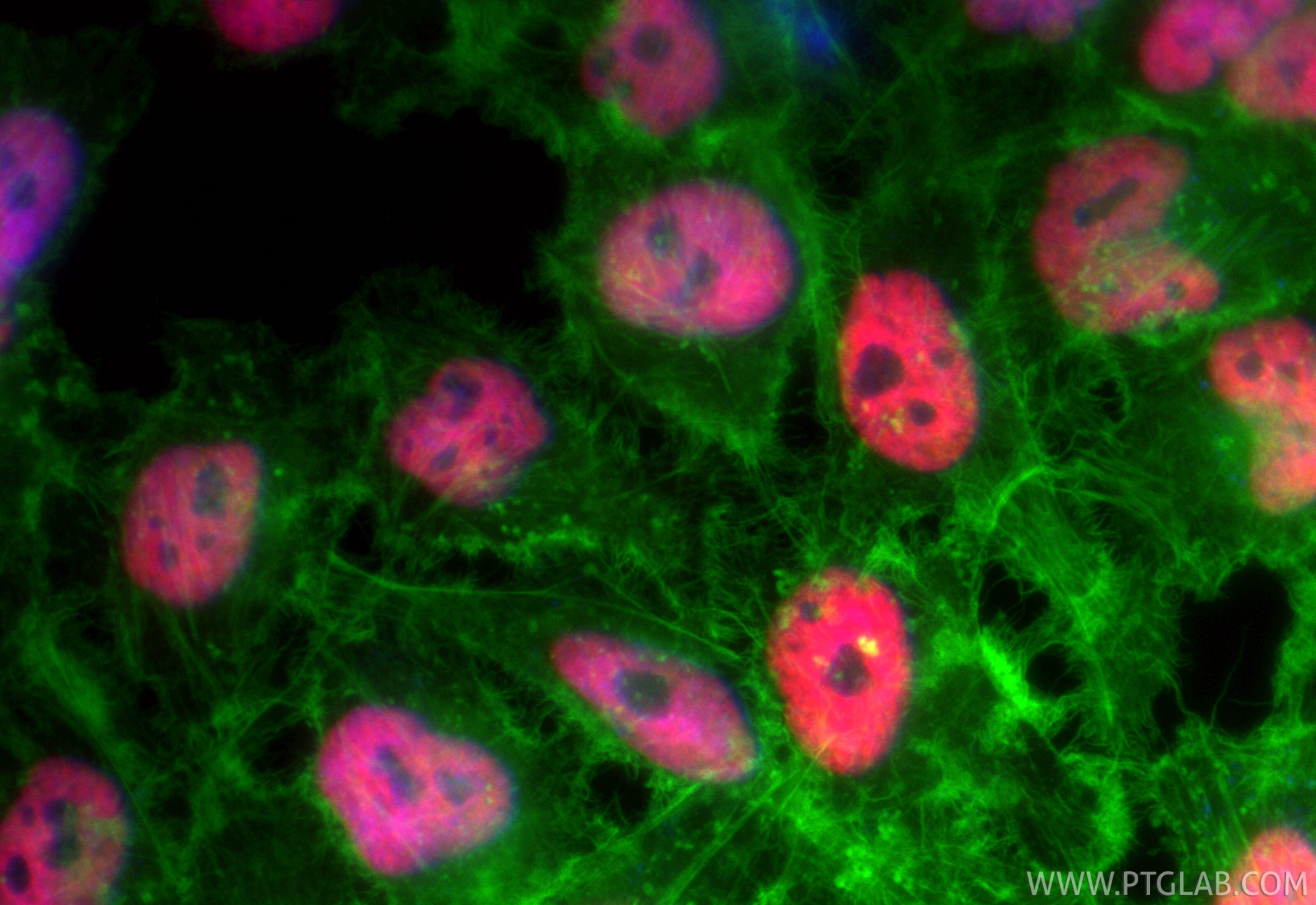 Immunofluorescence (IF) / fluorescent staining of HeLa cells using CoraLite®594-conjugated HNRNPUL2-Specific Recombin (CL594-85739)