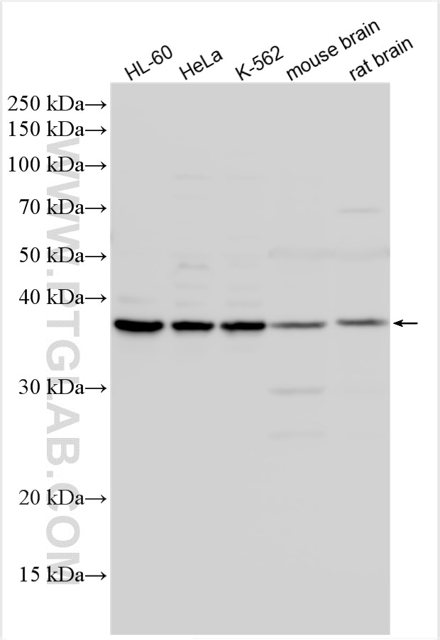 Western Blot (WB) analysis of various lysates using HNRPDL Polyclonal antibody (10660-2-AP)