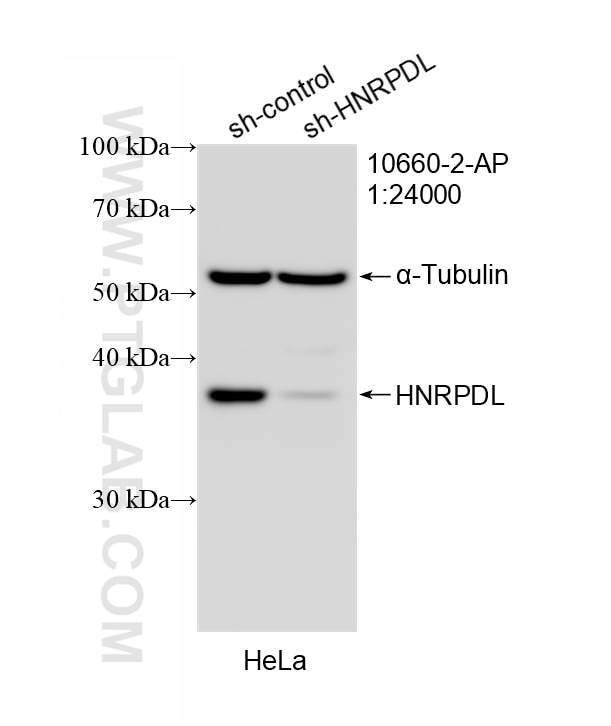 Western Blot (WB) analysis of HeLa cells using HNRPDL Polyclonal antibody (10660-2-AP)