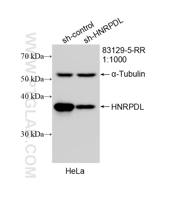 Western Blot (WB) analysis of HeLa cells using HNRPDL Recombinant monoclonal antibody (83129-5-RR)