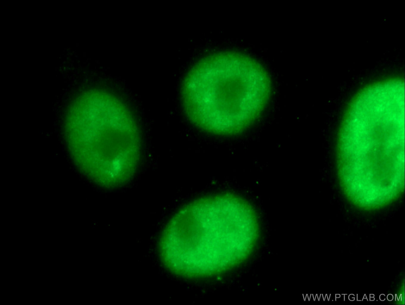 Immunofluorescence (IF) / fluorescent staining of HepG2 cells using HNRPLL Polyclonal antibody (26769-1-AP)