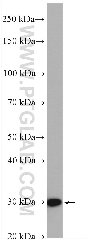 Western Blot (WB) analysis of HepG2 cells using HO-1/HMOX1 Polyclonal antibody (27282-1-AP)