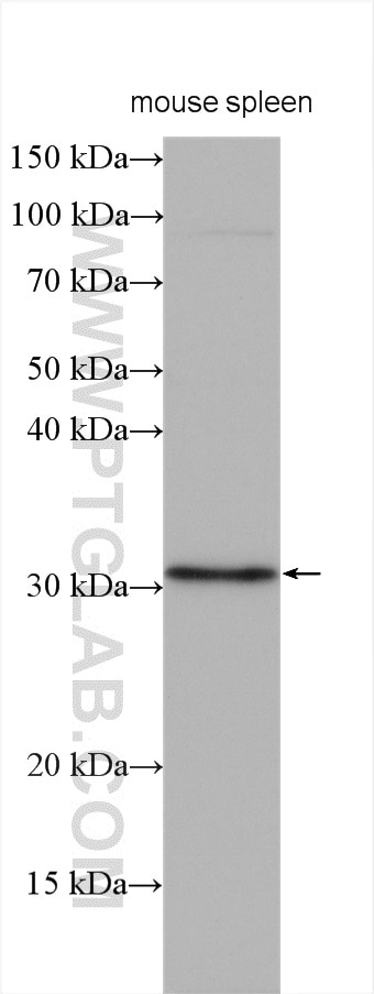 WB analysis using 27282-1-AP