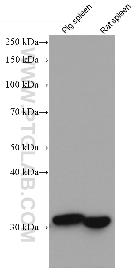 Western Blot (WB) analysis of various lysates using HO-1/HMOX1 Monoclonal antibody (66743-1-Ig)