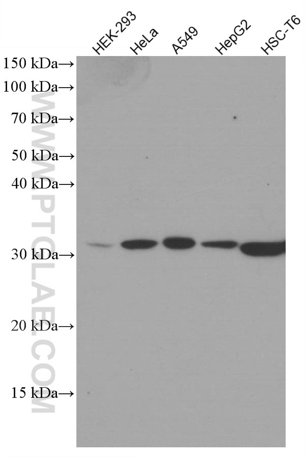 Western Blot (WB) analysis of various lysates using HO-1/HMOX1 Monoclonal antibody (66743-1-Ig)