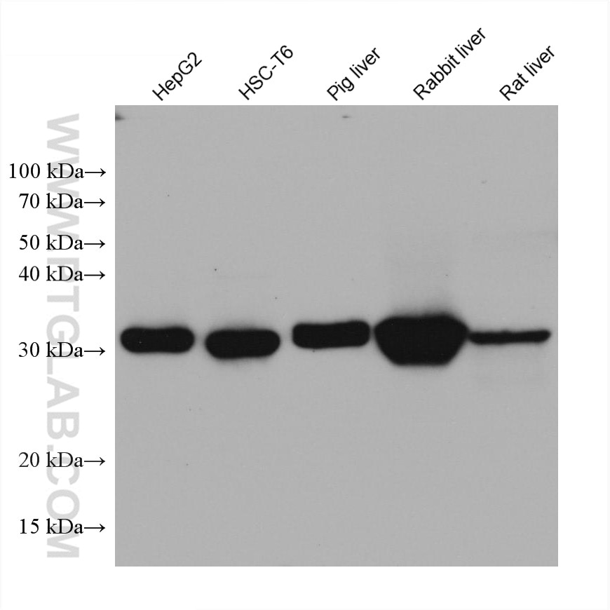 Western Blot (WB) analysis of various lysates using HO-1/HMOX1 Monoclonal antibody (66743-1-Ig)