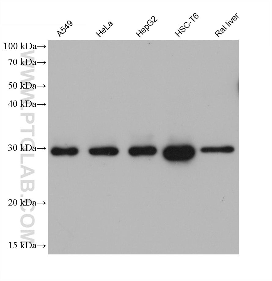 Western Blot (WB) analysis of various lysates using HO-1/HMOX1 Monoclonal antibody (66743-1-Ig)