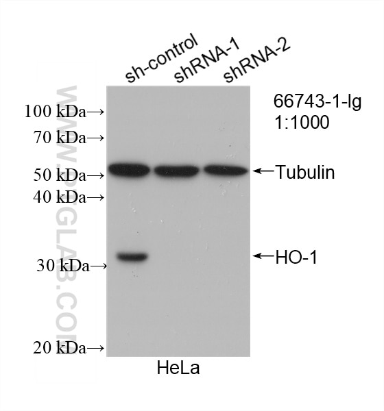Western Blot (WB) analysis of HeLa cells using HO-1/HMOX1 Monoclonal antibody (66743-1-Ig)