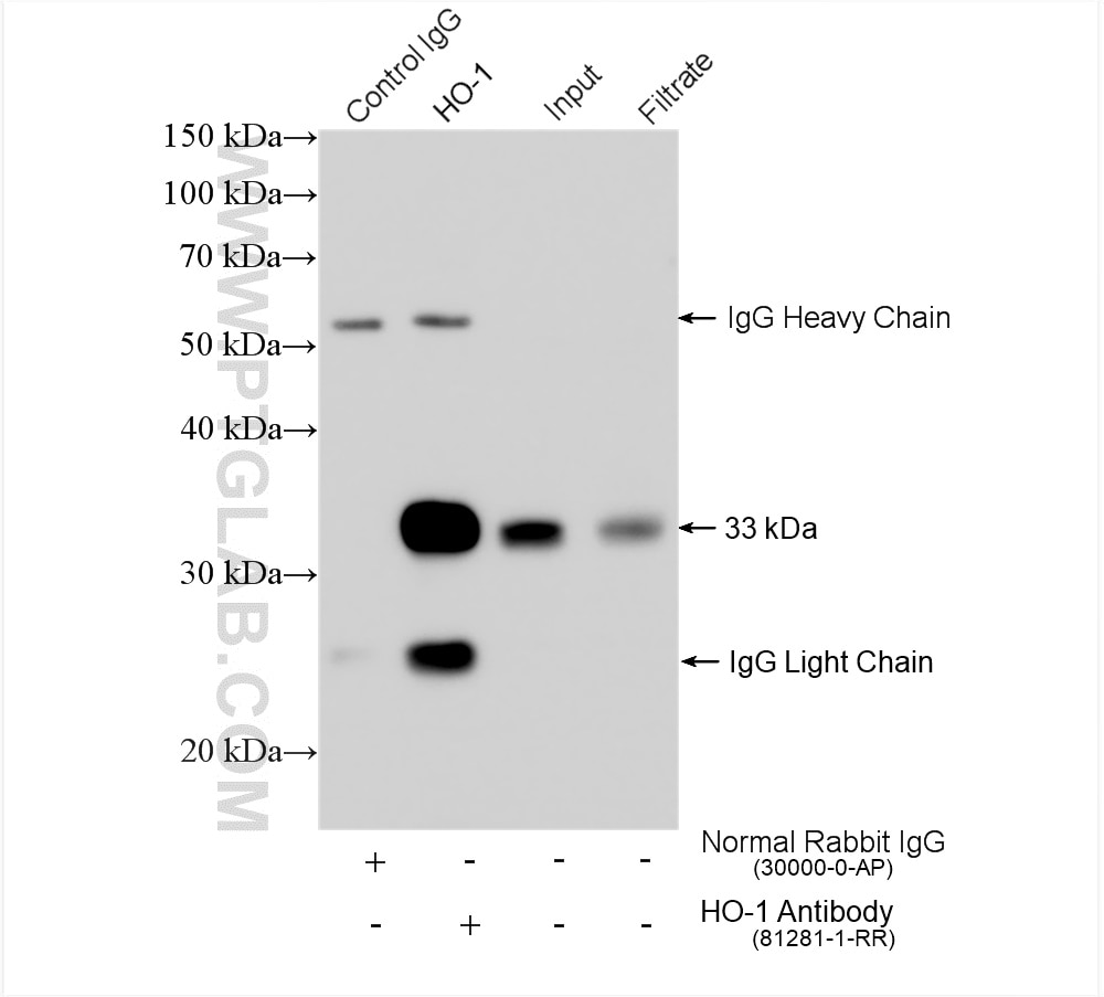 Immunoprecipitation (IP) experiment of HeLa cells using HO-1 Recombinant antibody (81281-1-RR)